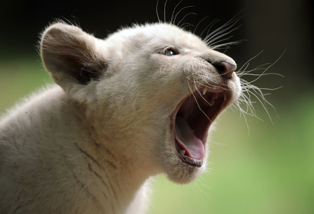 Un lionceau retrouvé dans un appartement en Seine-Saint-Denis