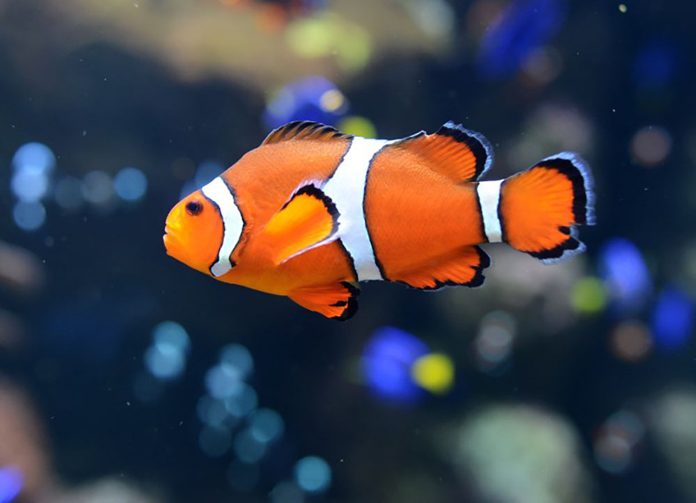 Climat: "Nemo", stressé par le blanchiment de son anémone, pond moins