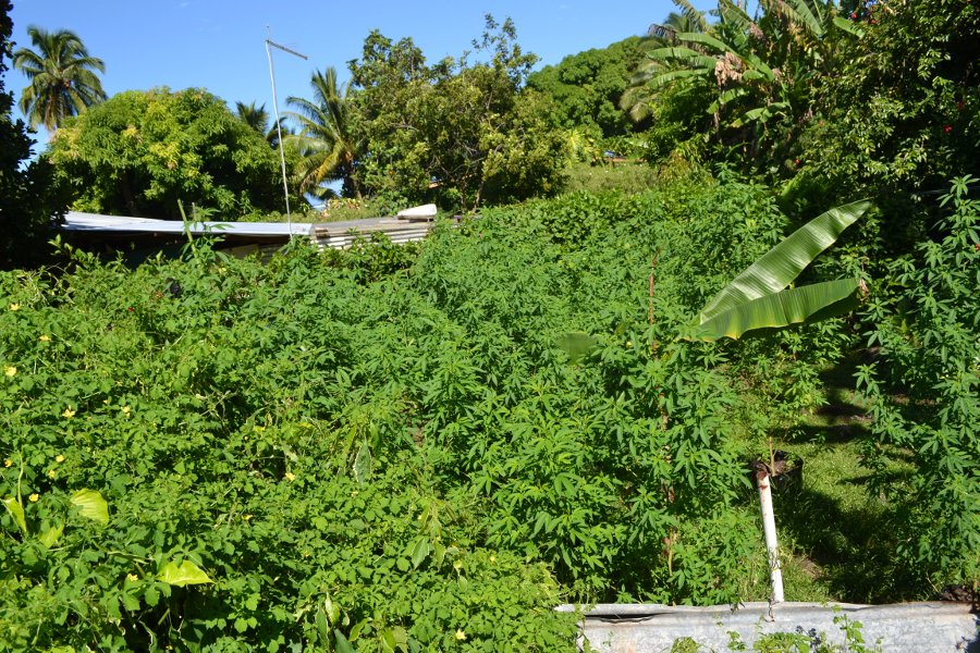 Plus de 1 600 plants de cannabis découverts à Tahiti, aux Tuamotu et aux Raromatai