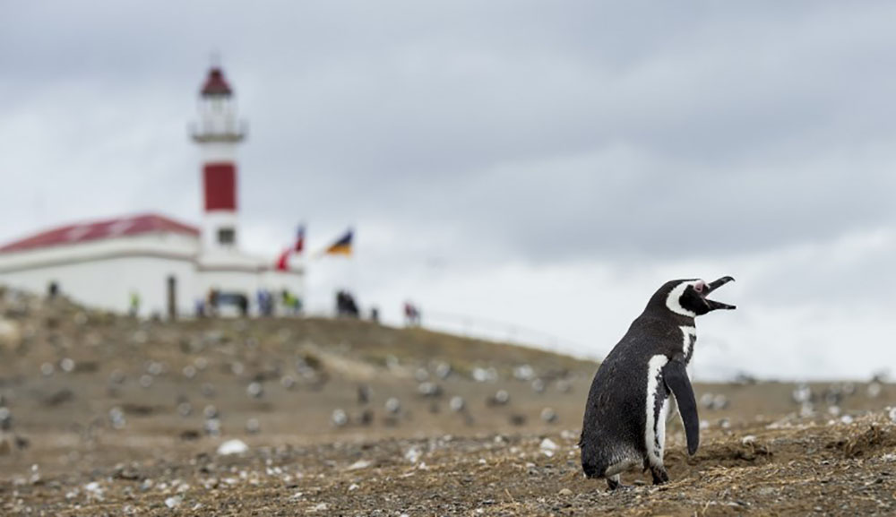 Au Chili, les manchots remportent une bataille contre un projet minier