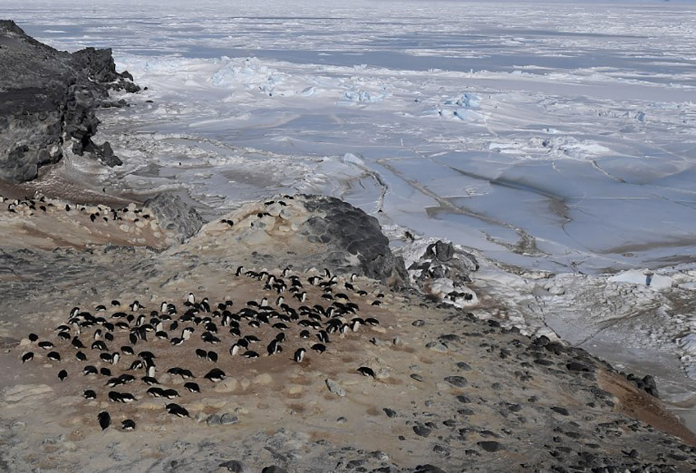 Des milliers de poussins de manchots Adélie meurent dans l'Antarctique