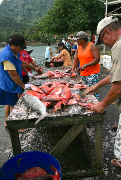 Sur le quai du petit port de Taiohae, poisson à gogo : longe de thon rouge ou poissons vidés et écaillés, tout est à 500 Fcfp le kilo !