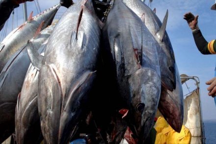 Samedi, des marches sont organisées dans les  îles de l'archipel des Marquises et à Papeete, pour manifester contre le projet de pêche industrielle du groupe Degage.