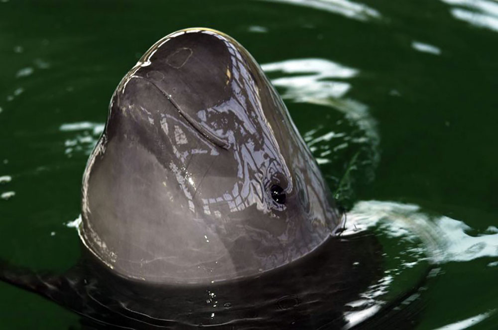 Un marsouin du Pacifique, espèce en grand danger, meurt en captivité