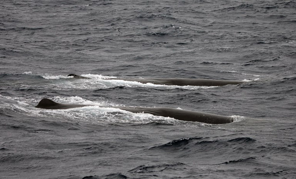Indonésie: quatre grands cachalots morts échoués sur une plage