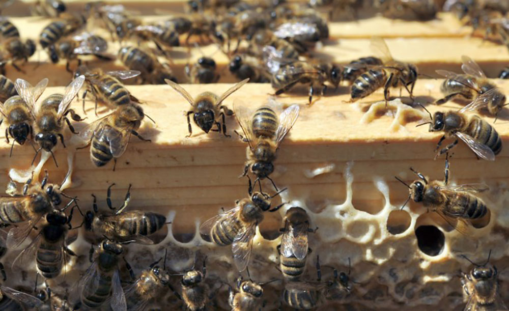 Abeilles: la vente en France des pesticides Closer et Transform suspendue