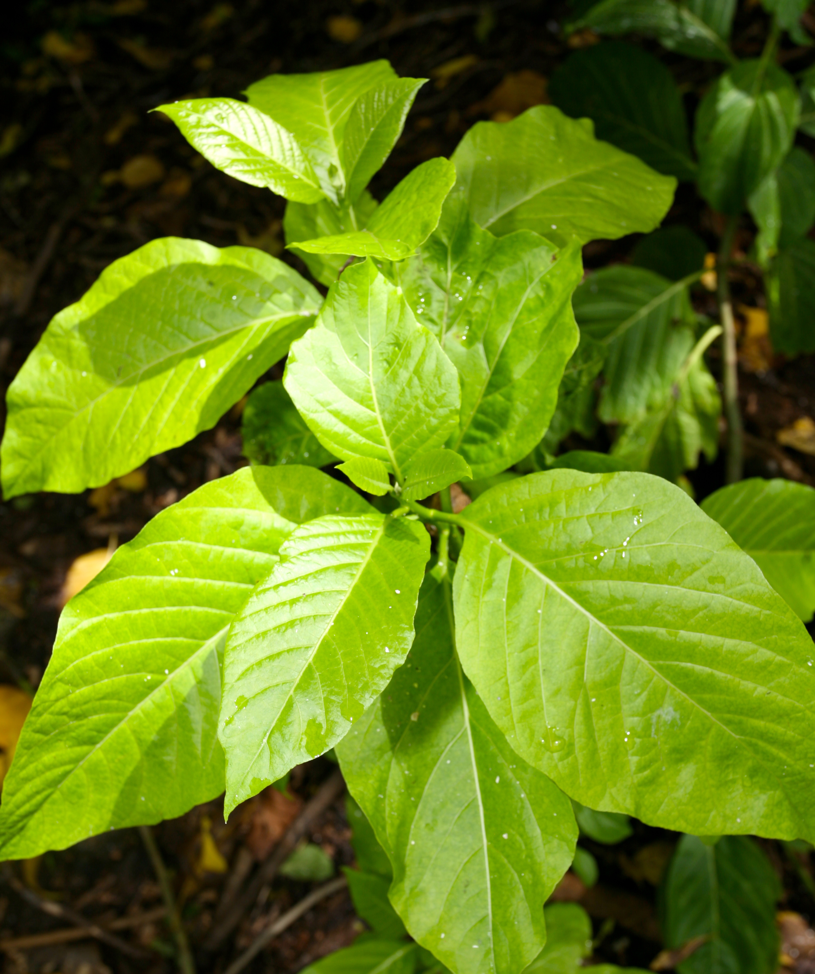Gros plan sur des feuilles de « gatae » qui se consomment, quand elles sont encore jeunes et tendres, comme des épinards.
