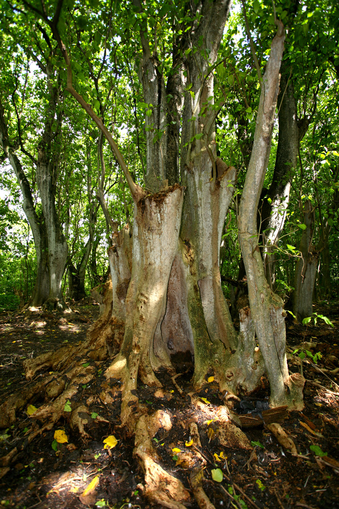 Les troncs des « gatae » peuvent atteindre des tailles remarquables, plusieurs mètres de circonférence.