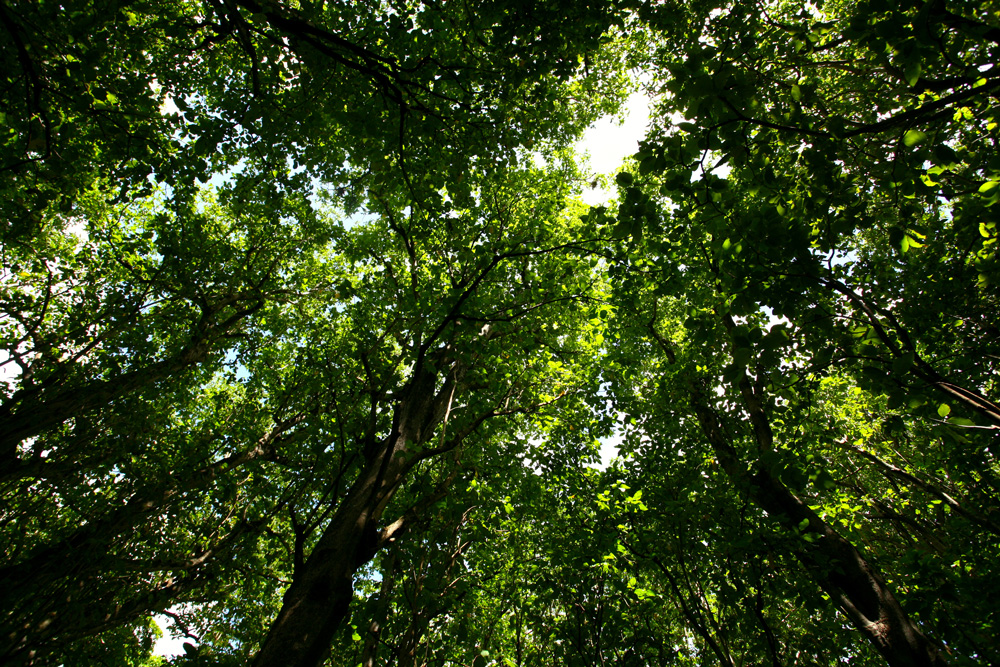 En saison des pluies, la canopée des forêts à Pisonia grandis laisse passer très peu de lumière, gardant au sol une fraîcheur idéale.