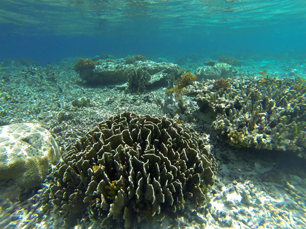 Grande barrière: des chercheurs réussissent à transplanter du corail