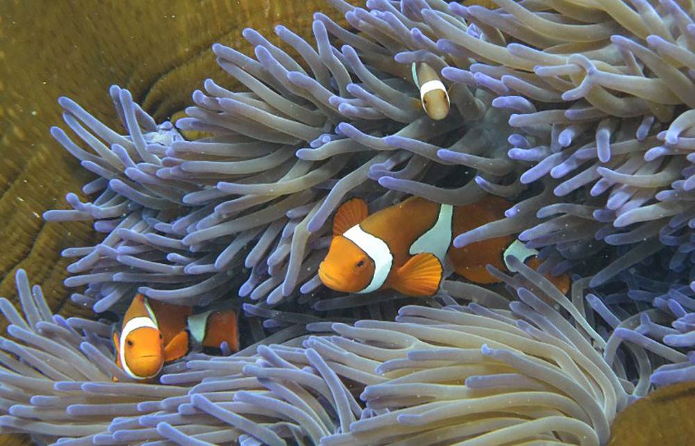 Grande barrière de corail: un coeur de récifs résiste au blanchissement