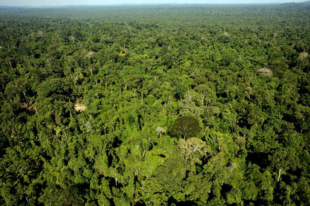 Brésil: 60 millions d'hectares de forêts tropicales préservés