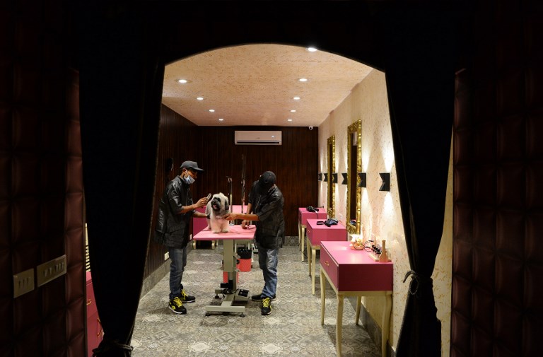 Wouf wouf! En Inde, un hôtel de luxe pour chiens pouponnés