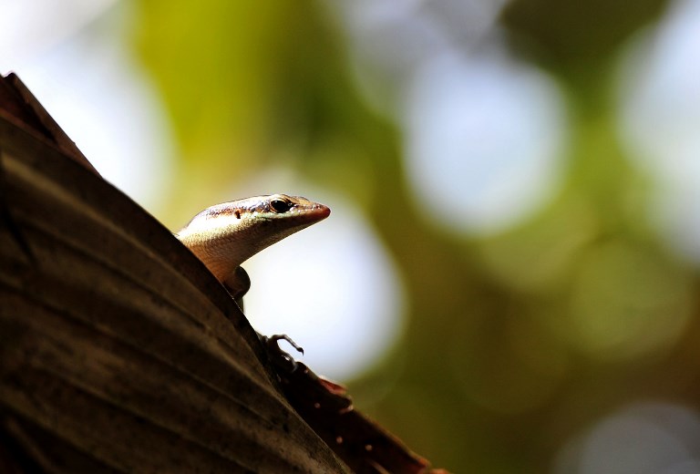 Trois rares espèces de lézards d'une île australienne ont disparu à l'état sauvage