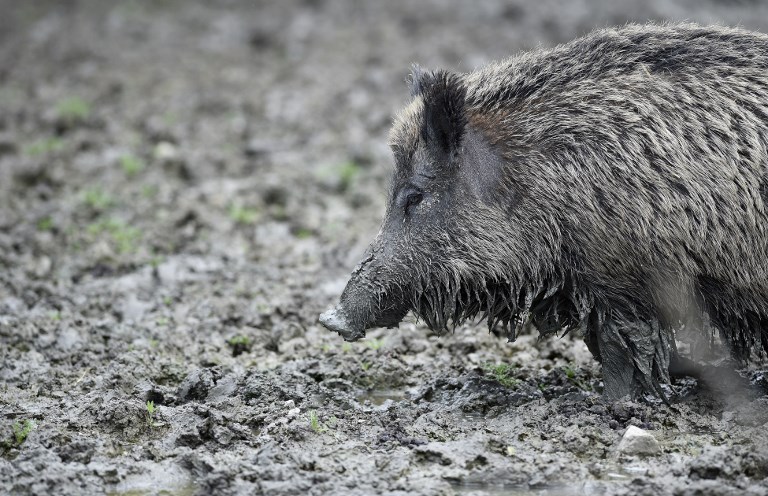 Panique dans un lycée japonais: des sangliers débarquent