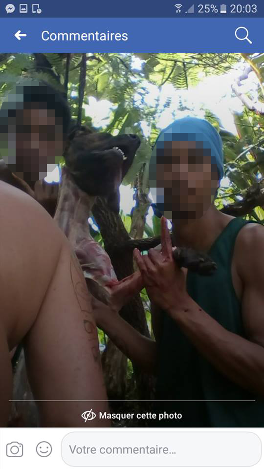 Maltraitance animale : à quand  une implication du Pays ?