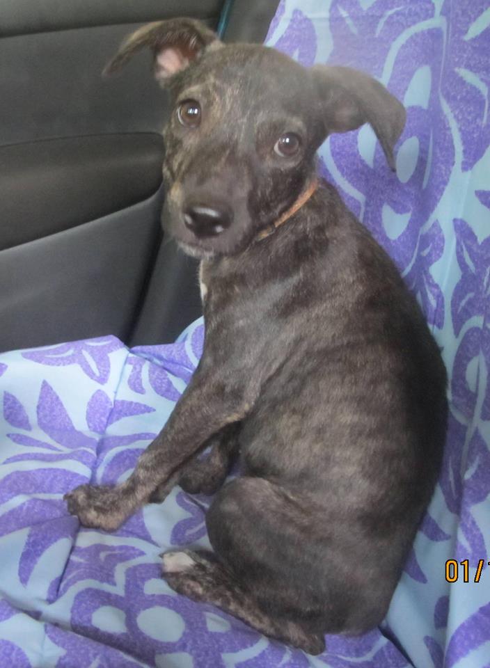 dr association protection animale