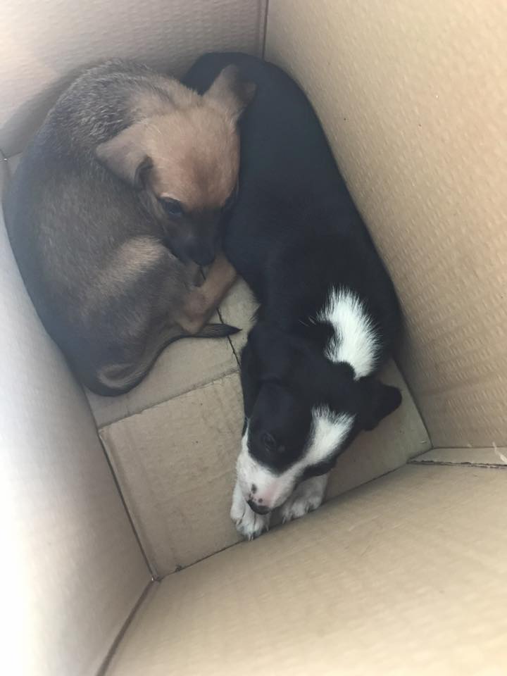 dr association Eimeo Animara