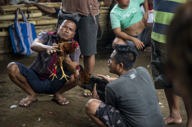 A Bali, les coqs combattent malgré le volcan