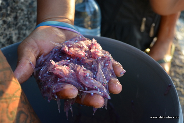 "On ne vend pas les "ina’a" ici, on distribue pour la famille et pour celles et ceux qui n’en ont pas", explique Michel, un pêcheur de 50 ans.