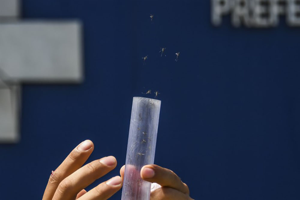 Une étude franco-belge éclaire le lien entre virus Zika et microcéphalie