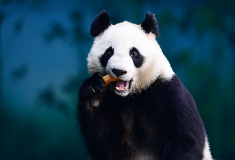 Chine: le caca du panda recyclé en mouchoirs