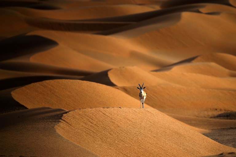 En quête de touristes, Oman ouvre au public une réserve d'oryx
