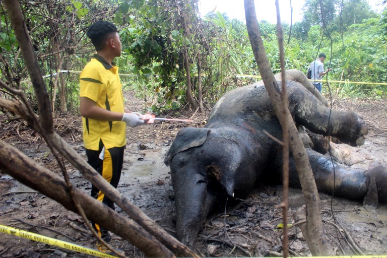 Indonésie: une éléphante qui attendait un petit meurt empoisonnée