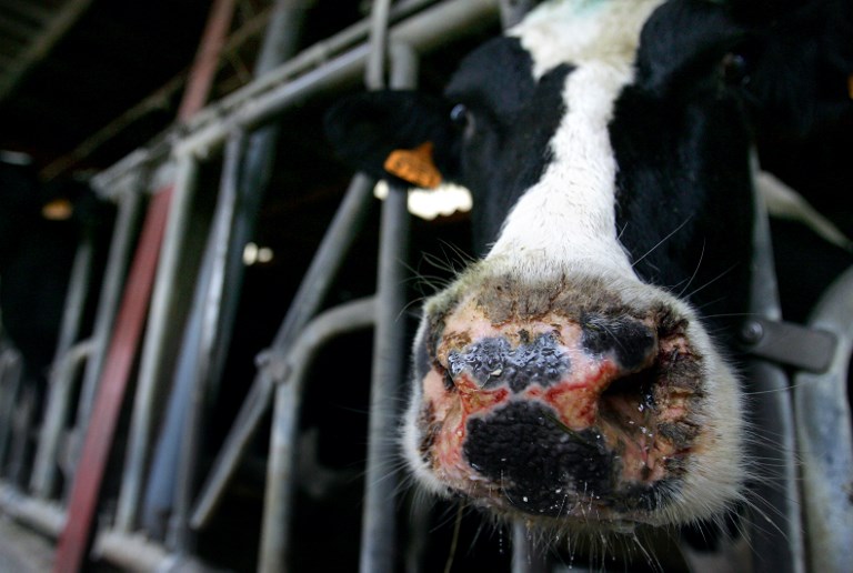 Fin de l'obligation de vacciner contre la fièvre catarrhale ovine