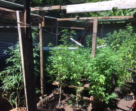 599 plants de Pakalolo saisis à Tiarei 