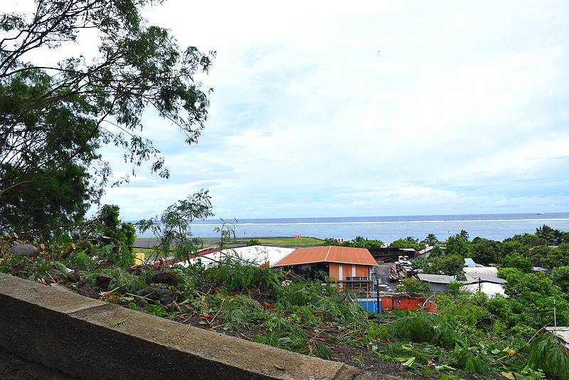 Un arbre déraciné dans le quartier Amiot