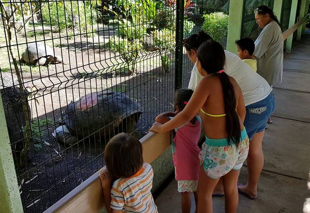 Tortue du jardin botanique : une sécurité renforcée pour protéger Te ara u'i