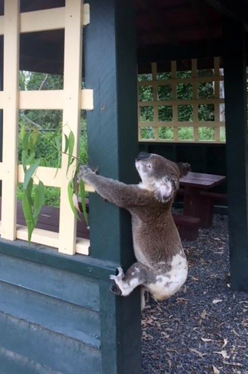 Les Australiens indignés par la découverte d'un koala vissé à un poteau