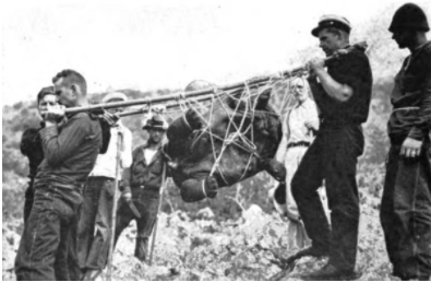 Marins de l’expédition Pinchot transportant une tortue vers le schooner « Mary Pinchot » . Galapagos en 1928