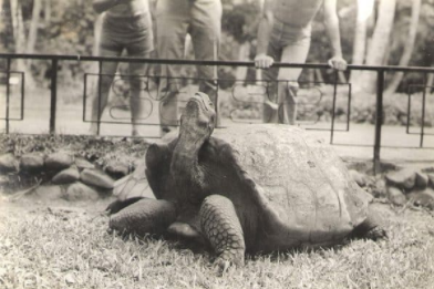 Une des tortues au jardin botanique en 1970