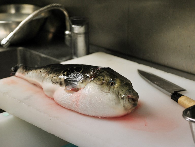 Japon: alerte au fugu, poisson potentiellement mortel