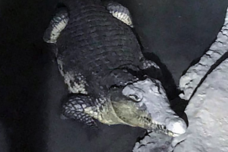 Russie: à la recherche d'armes, la police tombe sur un crocodile