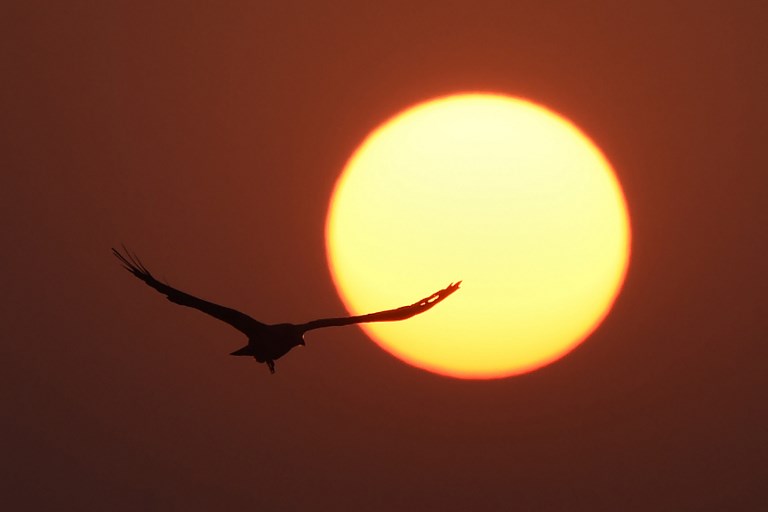 Climat: agir sur les rayons du soleil, une menace pour la vie sauvage