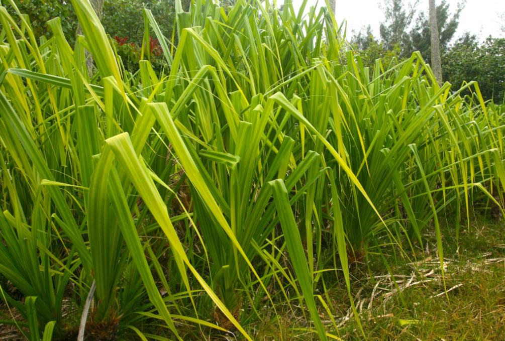 Le pandanus (Pandanus tectorius) est indubitablement la plante reine de l’île de Tubuai. La variété réservée au tressage ne porte pas d’épines.