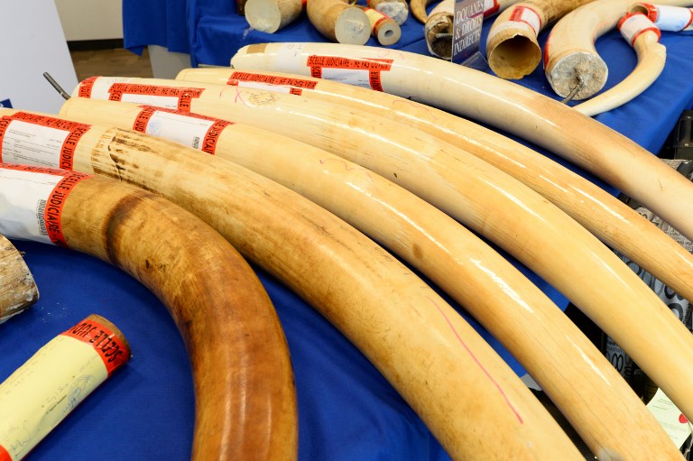 Hong Kong interdit les ventes d'ivoire lors d'un vote historique