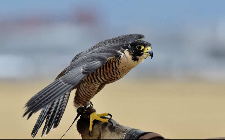Sur l'aéroport de Mexico, des faucons pèlerins veillent à la sécurité des vols
