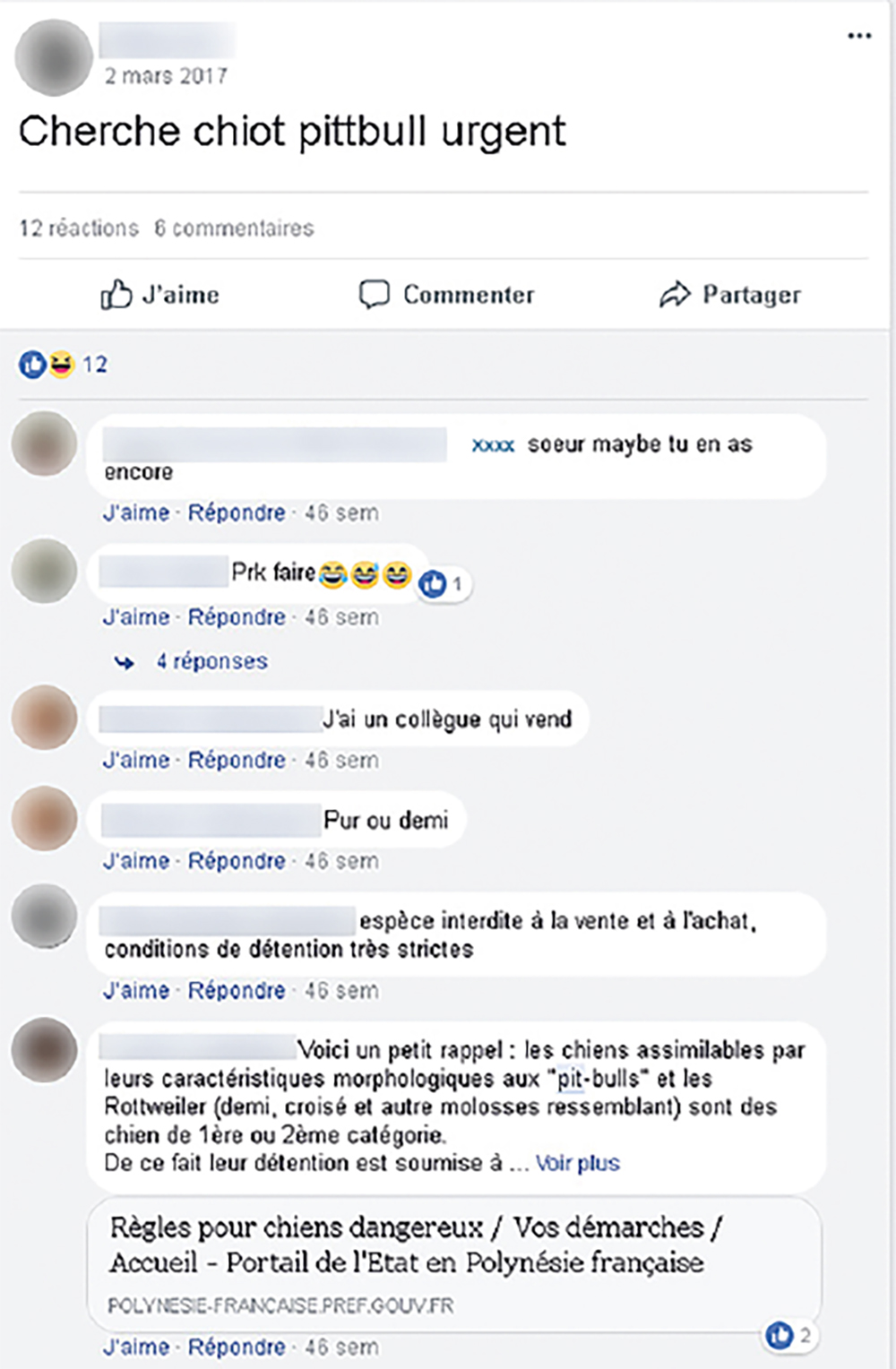 Pitbull, Rottweiler... Molosses à vendre sur le web