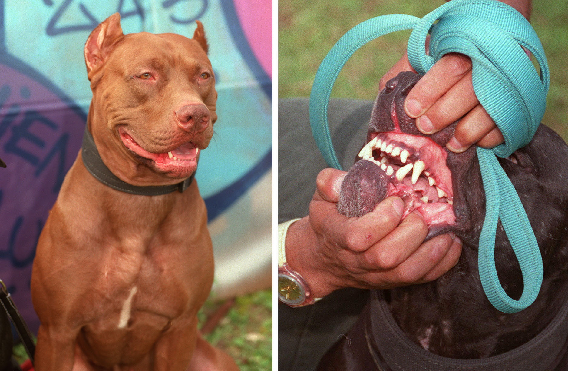 Pitbull, Rottweiler... Molosses à vendre sur le web