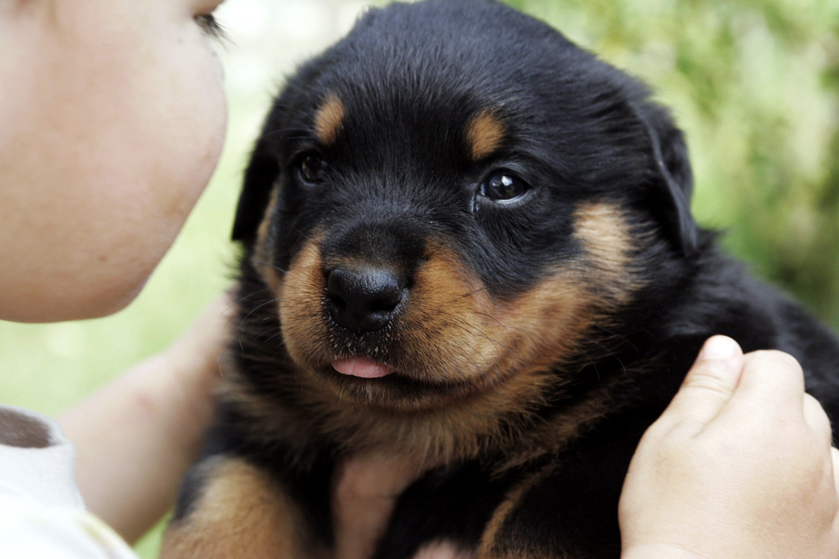 Pitbull Rottweiler Molosses A Vendre Sur Le Web Pitbull Rottweiler Molosses A Vendre Sur Le Web