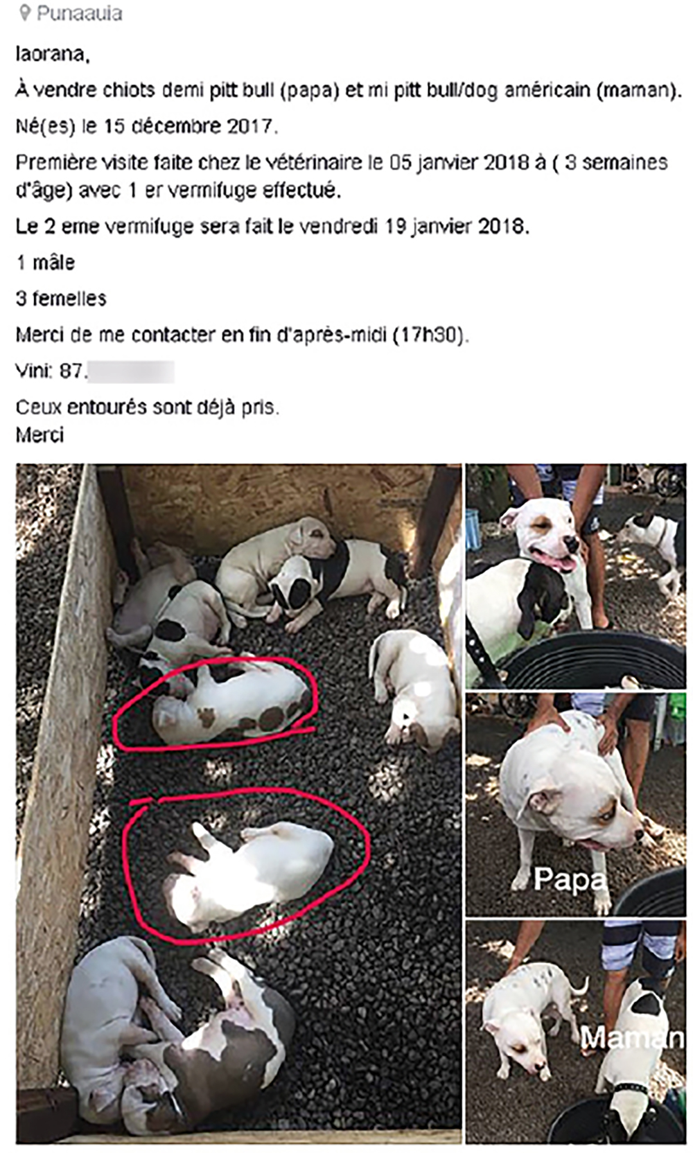 Pitbull Rottweiler Molosses A Vendre Sur Le Web Pitbull Rottweiler Molosses A Vendre Sur Le Web