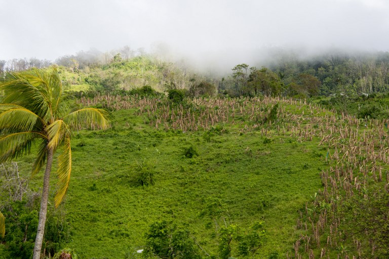 Inquiétude autour de l'indemnisation des victimes du chlordécone aux Antilles