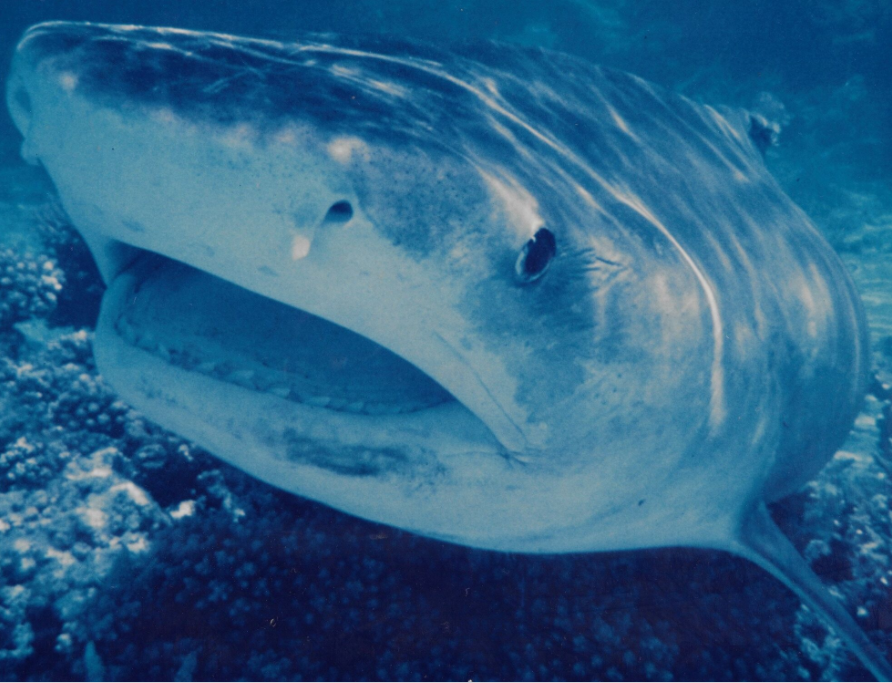 Principale victime de ce massacre organisé, le requin tigre (Galeocerdo cuvier), aujourd’hui terriblement pourchassé et menacé.