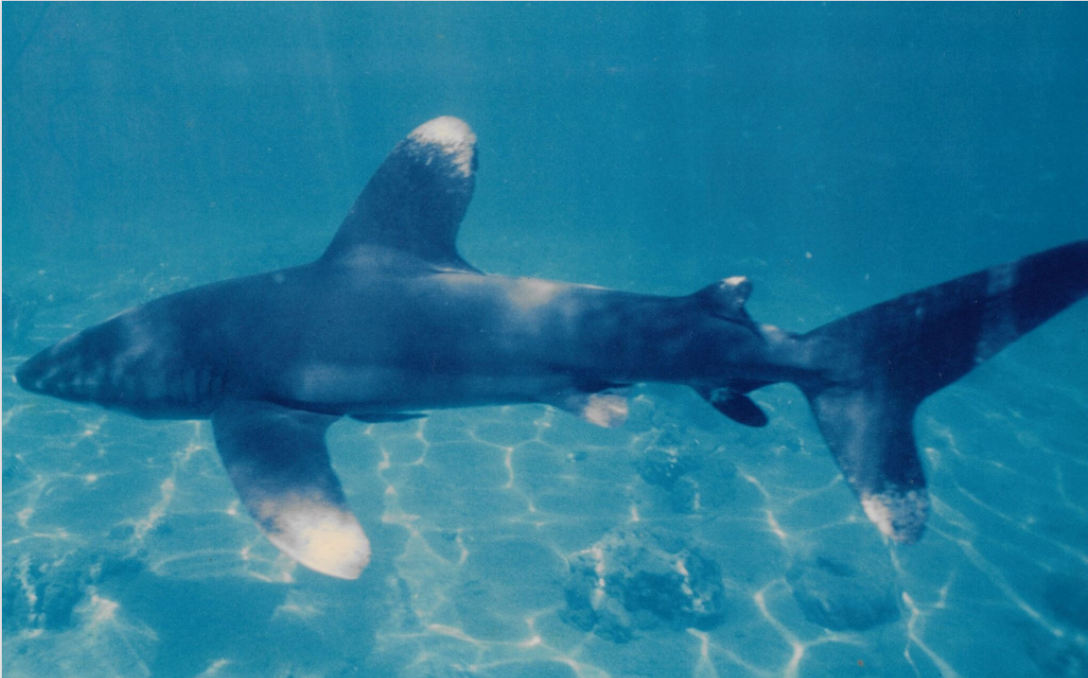 Certaines espèces de squales, comme ce requin océanique (Carcharhinus longimanus), sont menacées d’extinction.