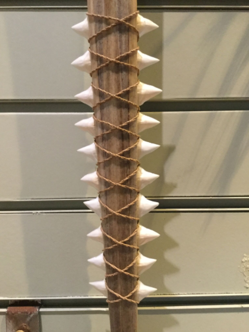 Ces dents pointues sont d’une autre espèce de requin que le tigre (probablement le requin taureau, Carcharias taurus).