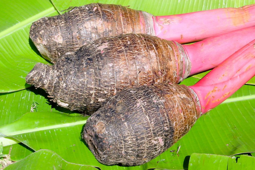 Taro, l’ancienne nourriture de base polynésienne